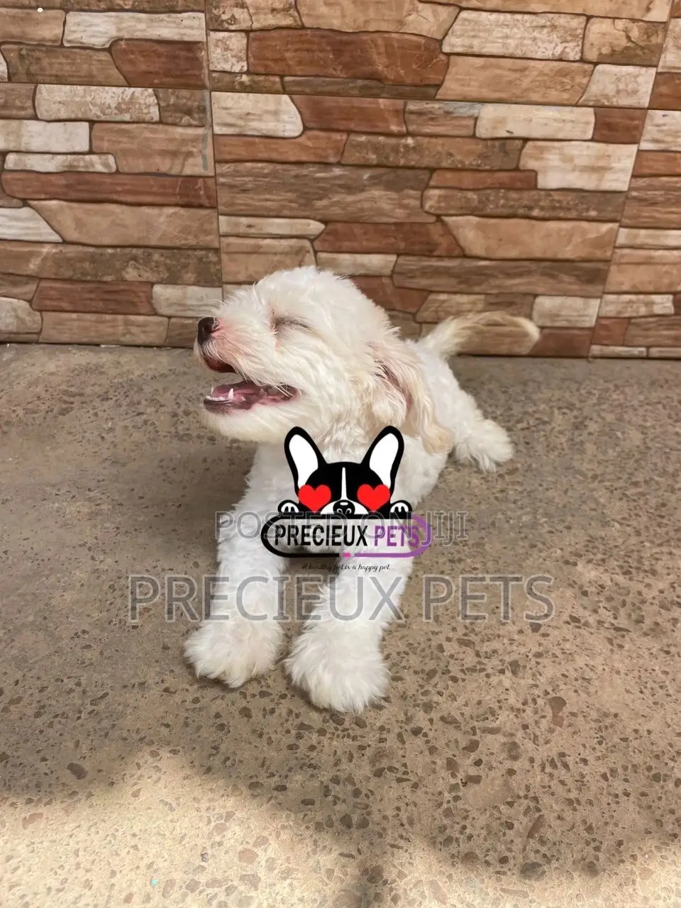 1-3 months Male Mixed Breed Maltipoo