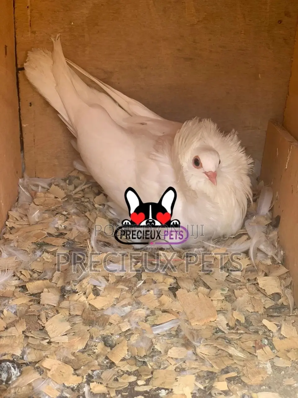 White Mâle Jacobin Pigeons