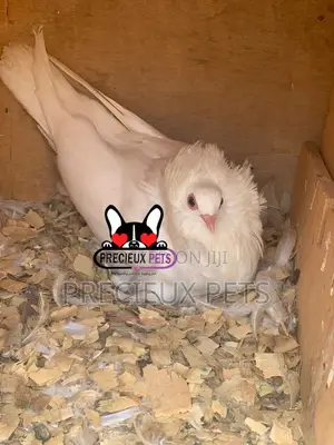 White Mâle Jacobin Pigeons