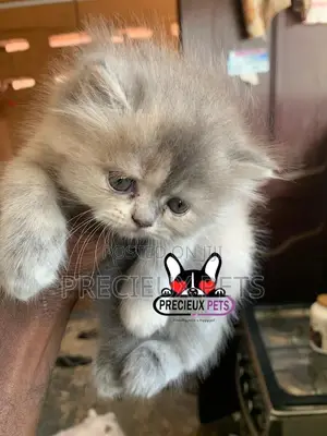 1-3 months Female Purebred Persian