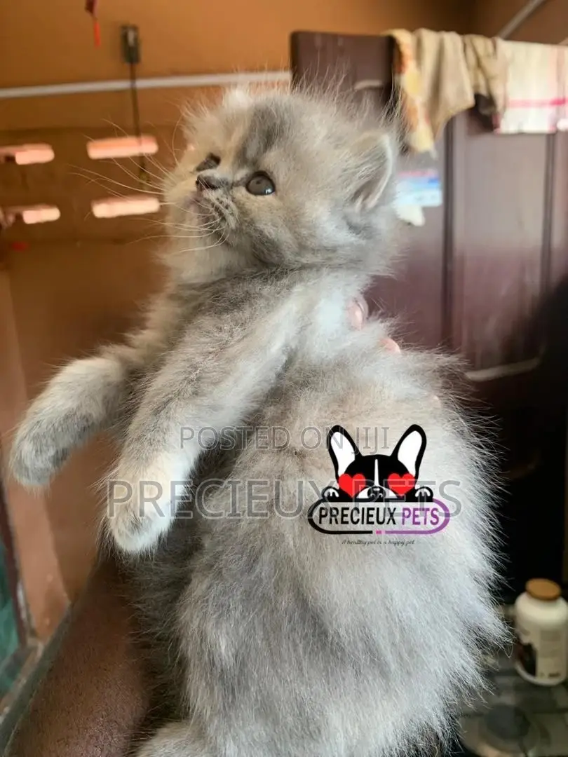 1-3 months Female Purebred Persian