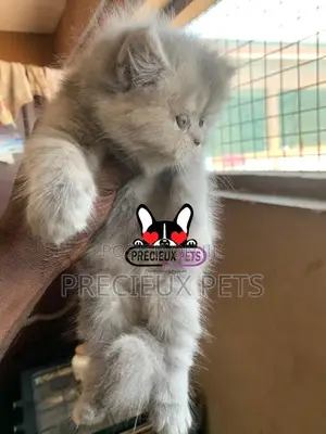 1-3 months Female Purebred Persian