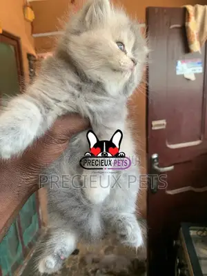 1-3 months Female Purebred Persian