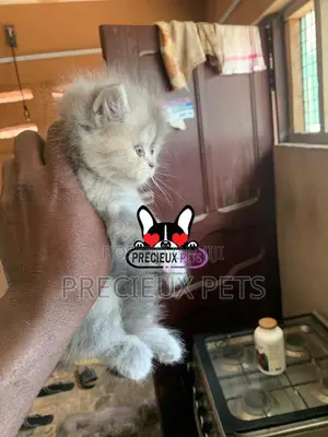 1-3 months Female Purebred Persian