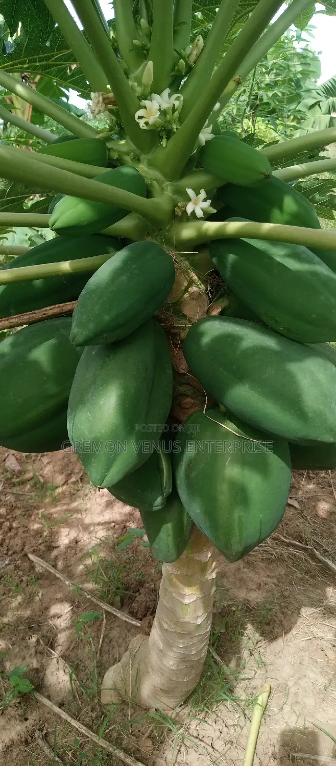 Dwarf Pawpaw Fruit, Seeds and Seedlings for Sale