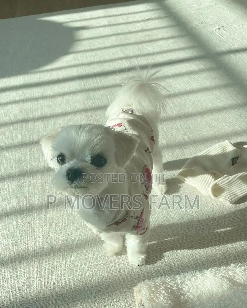 1-3 months Male Purebred Maltese