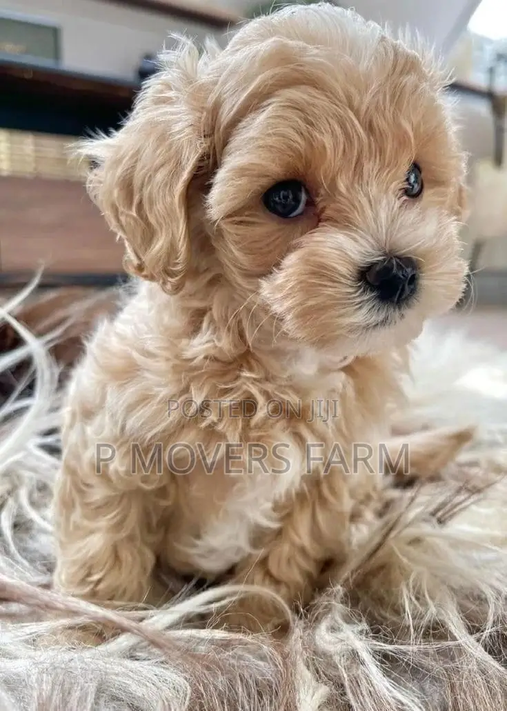1-3 months Male Purebred Poodle