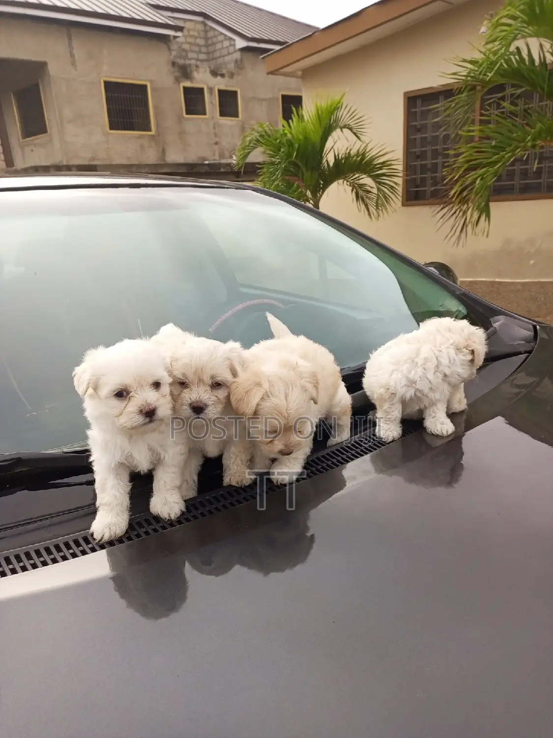 1-3 months Female Purebred Maltese