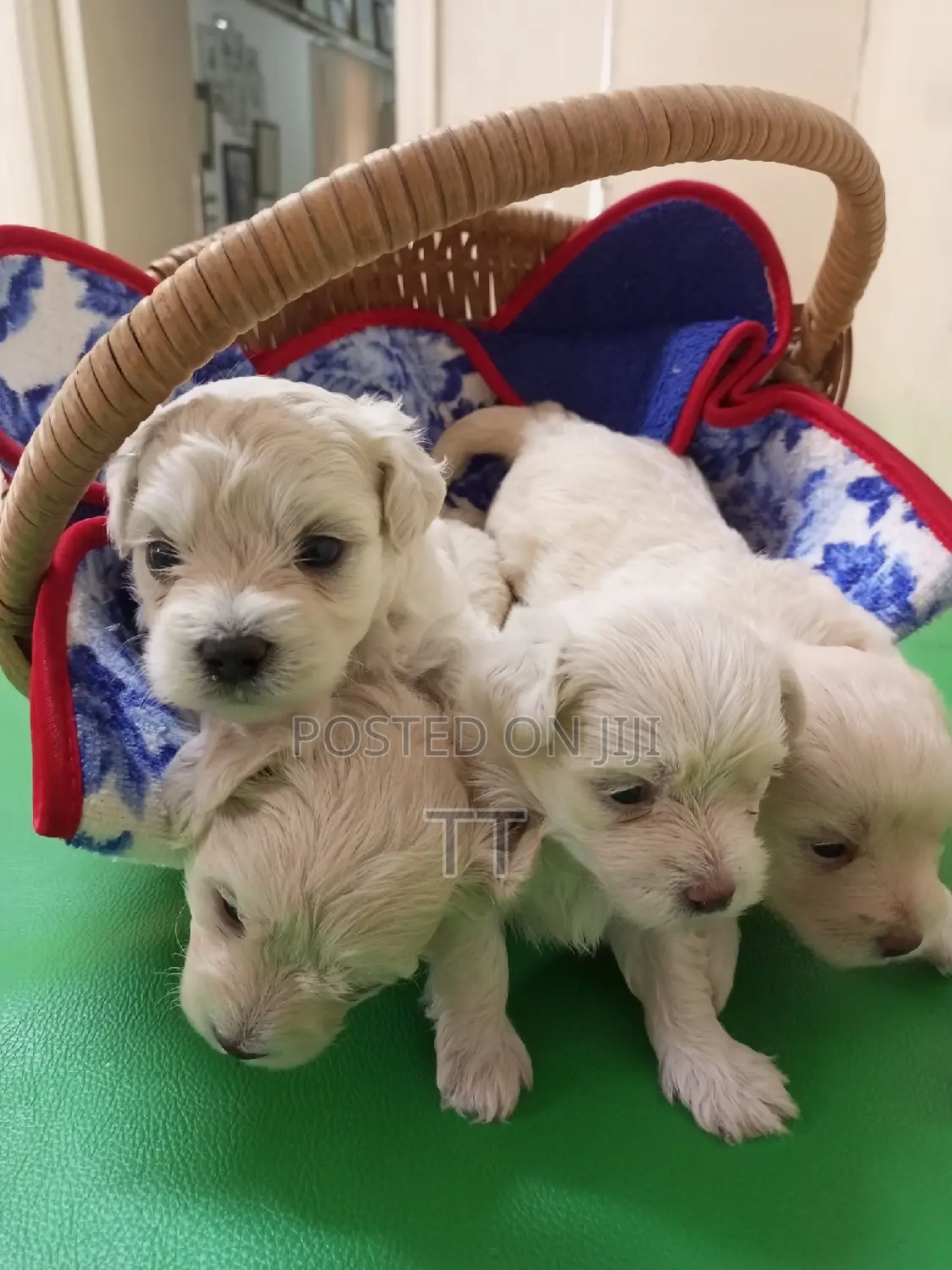 1-3 months Female Purebred Maltese
