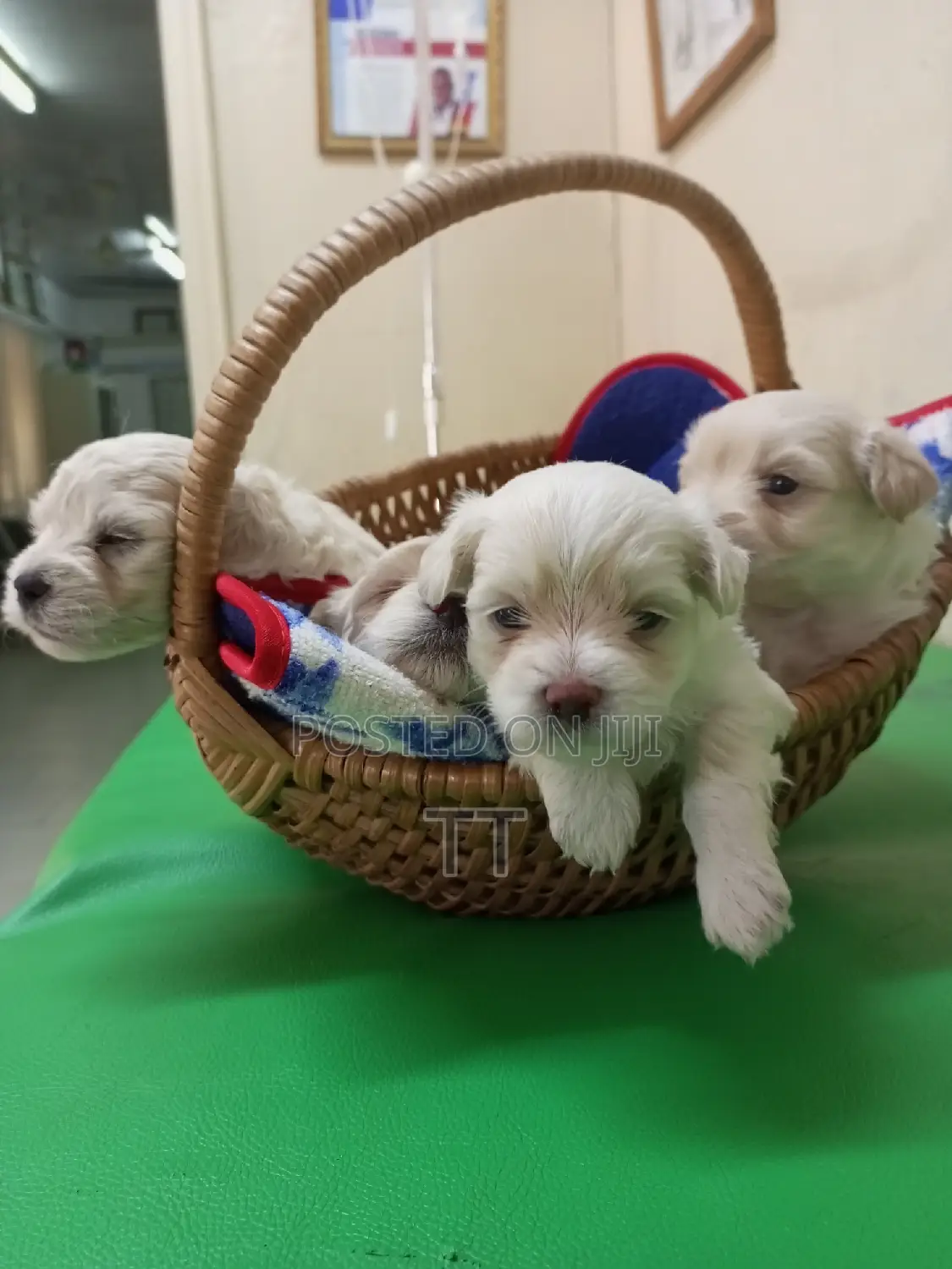 1-3 months Female Purebred Maltese
