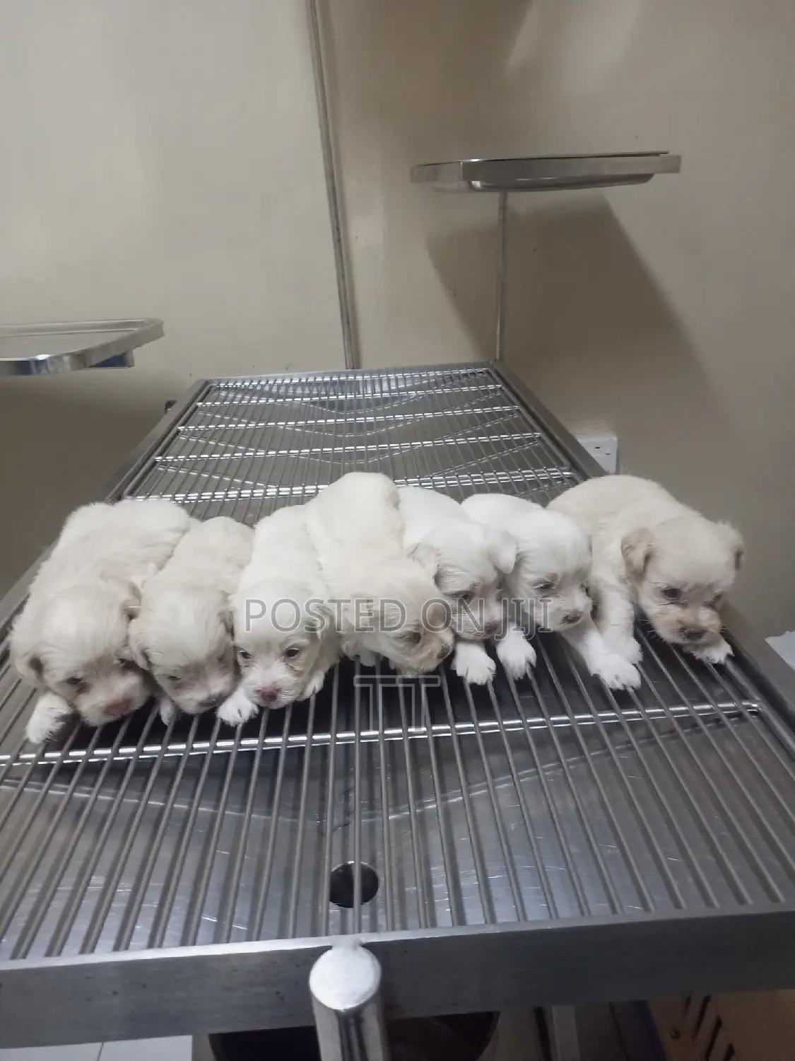 1-3 months Female Purebred Maltese