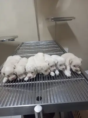 1-3 months Female Purebred Maltese