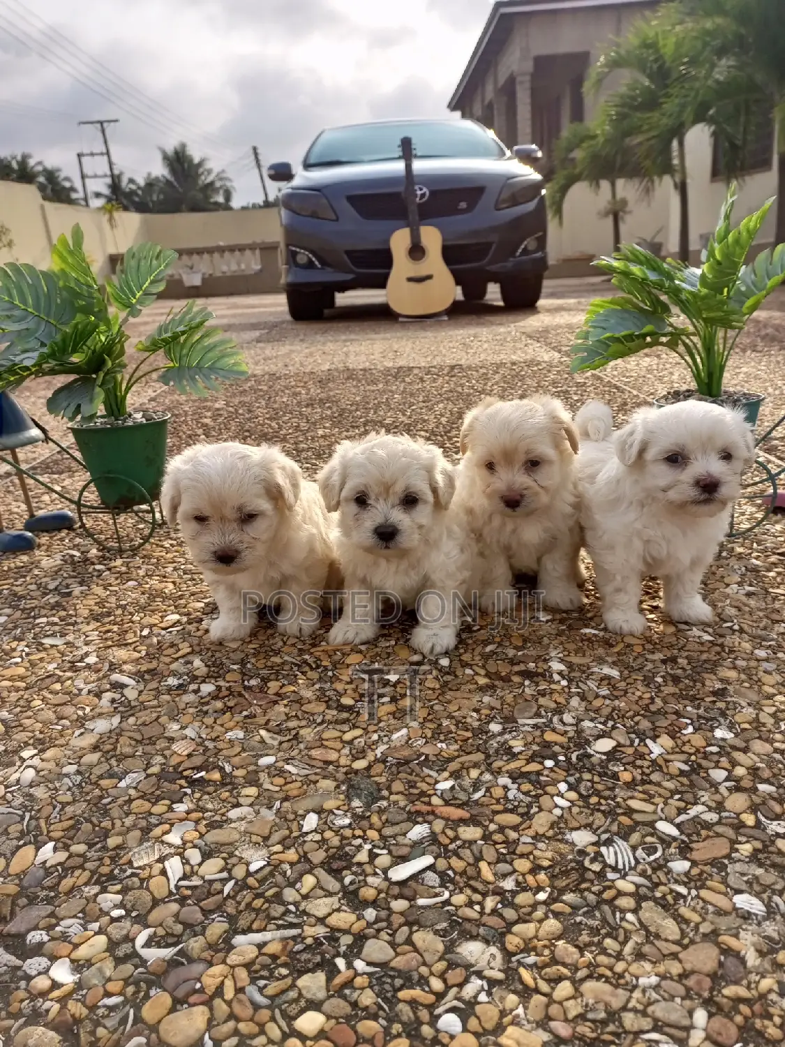 1-3 months Female Purebred Maltese