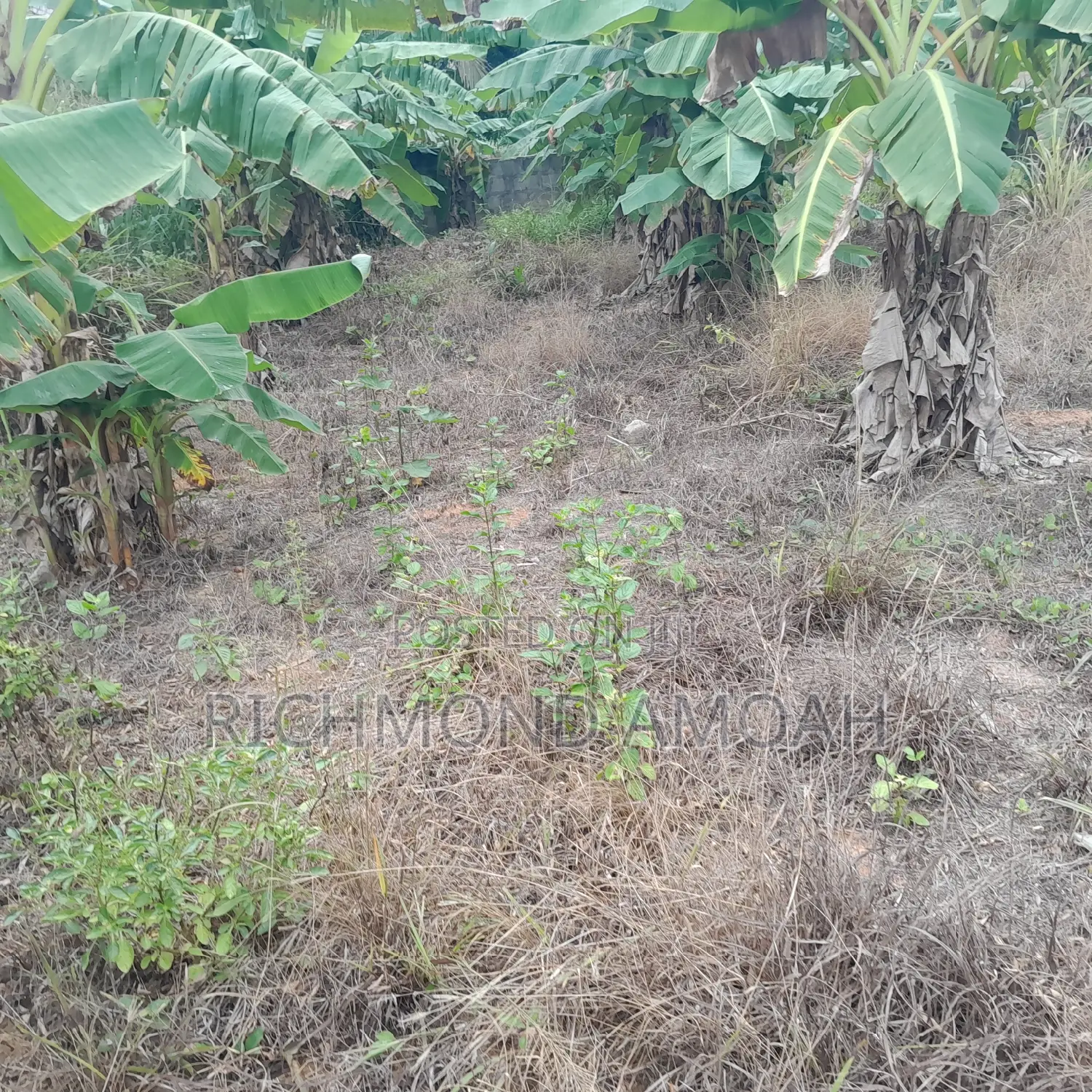 Plot for Sale at Essipon