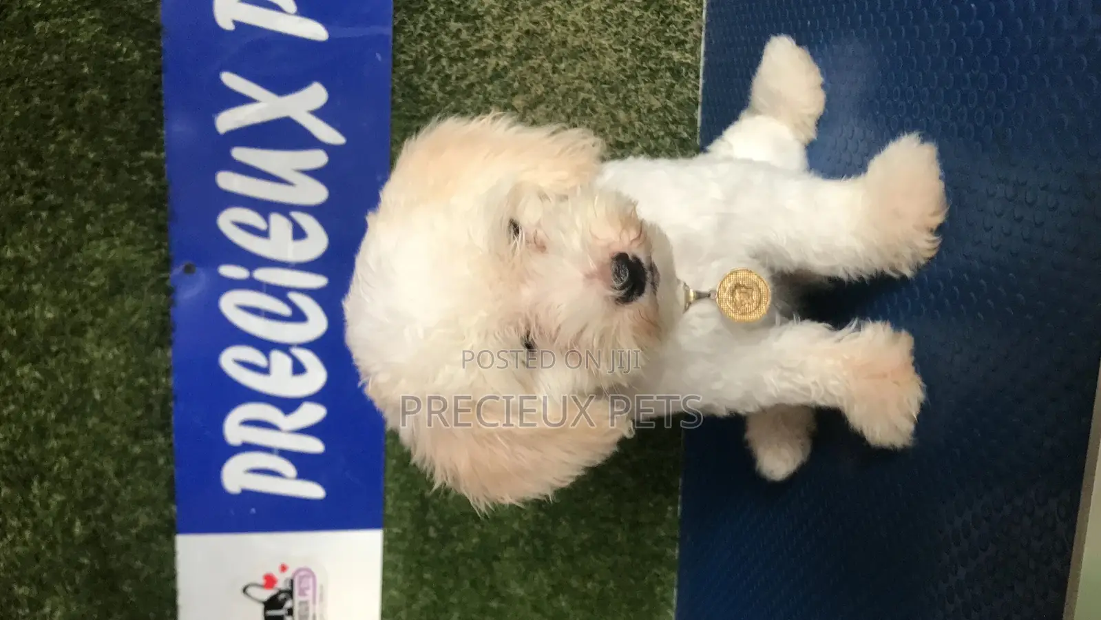 1-3 months Male Purebred Poodle