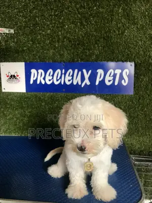 1-3 months Male Purebred Poodle