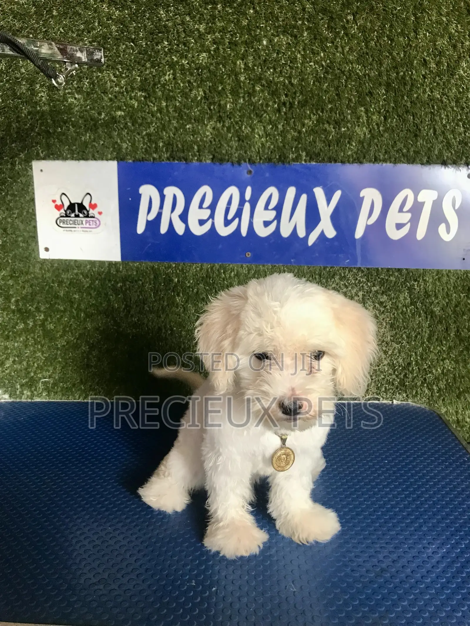 1-3 months Male Purebred Poodle