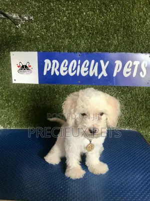 1-3 months Male Purebred Poodle