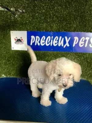 1-3 months Male Purebred Poodle