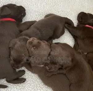 1-3 months Male Purebred Labrador Retriever