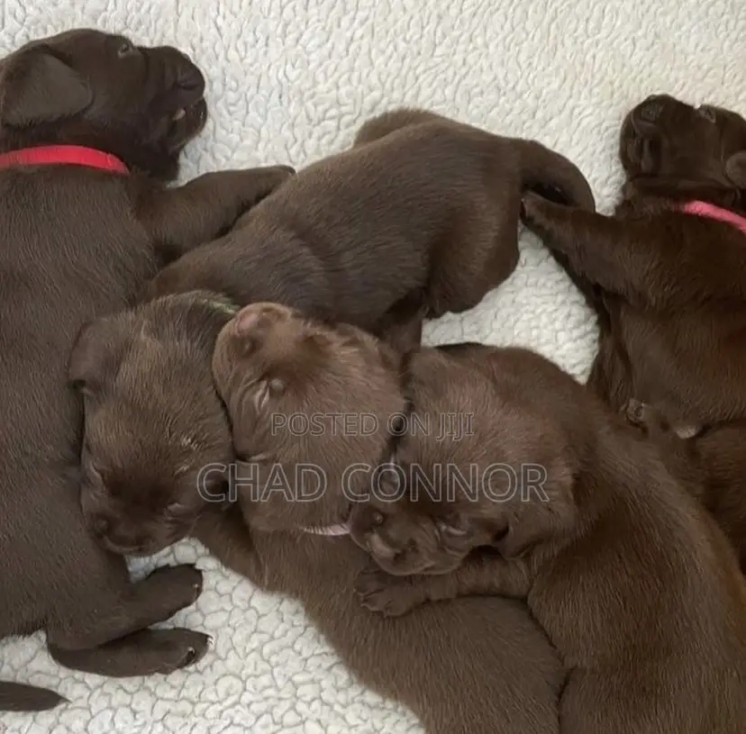 1-3 months Male Purebred Labrador Retriever