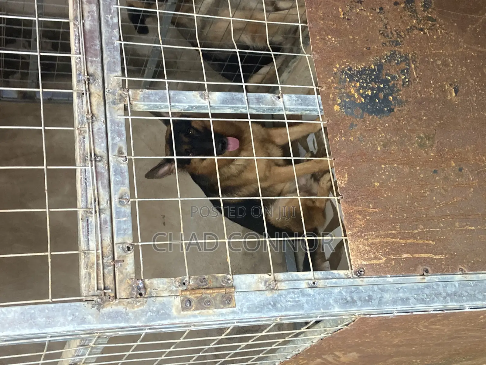 6-12 months Male Purebred German Shepherd