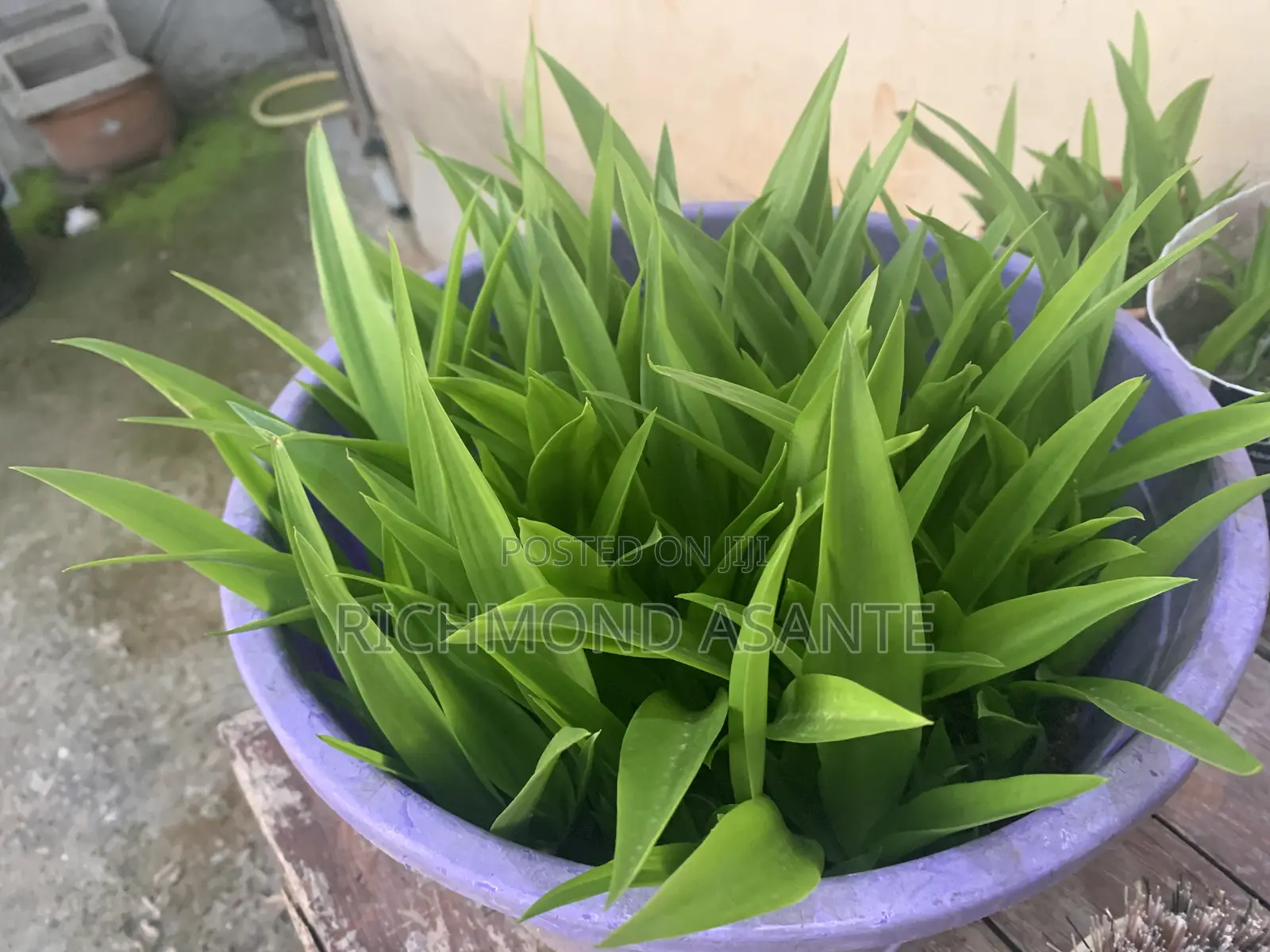 Mauritius Hemp Plant for Sale