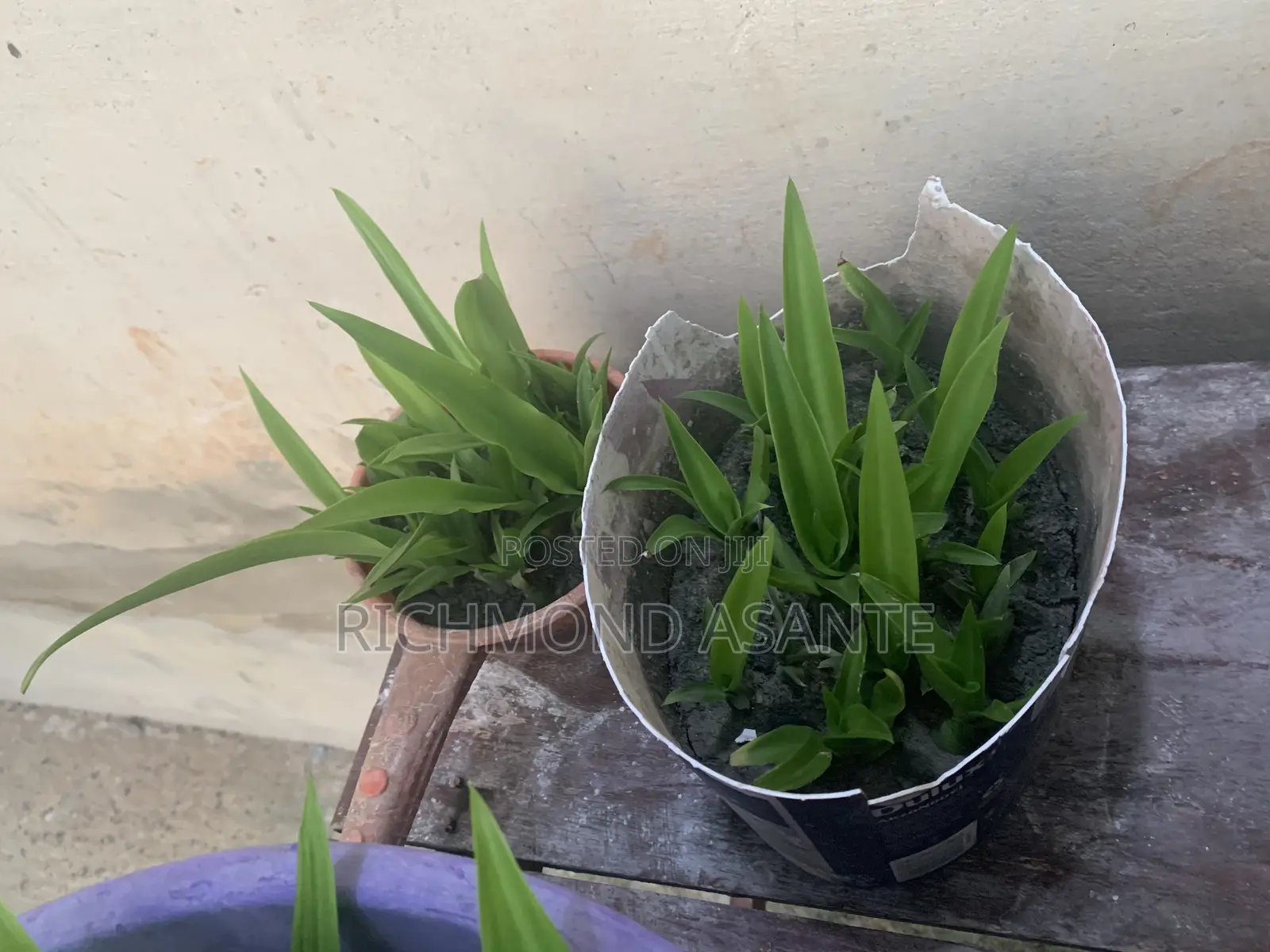 Mauritius Hemp Plant for Sale