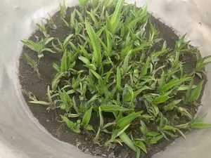 Mauritius Hemp Plant for Sale