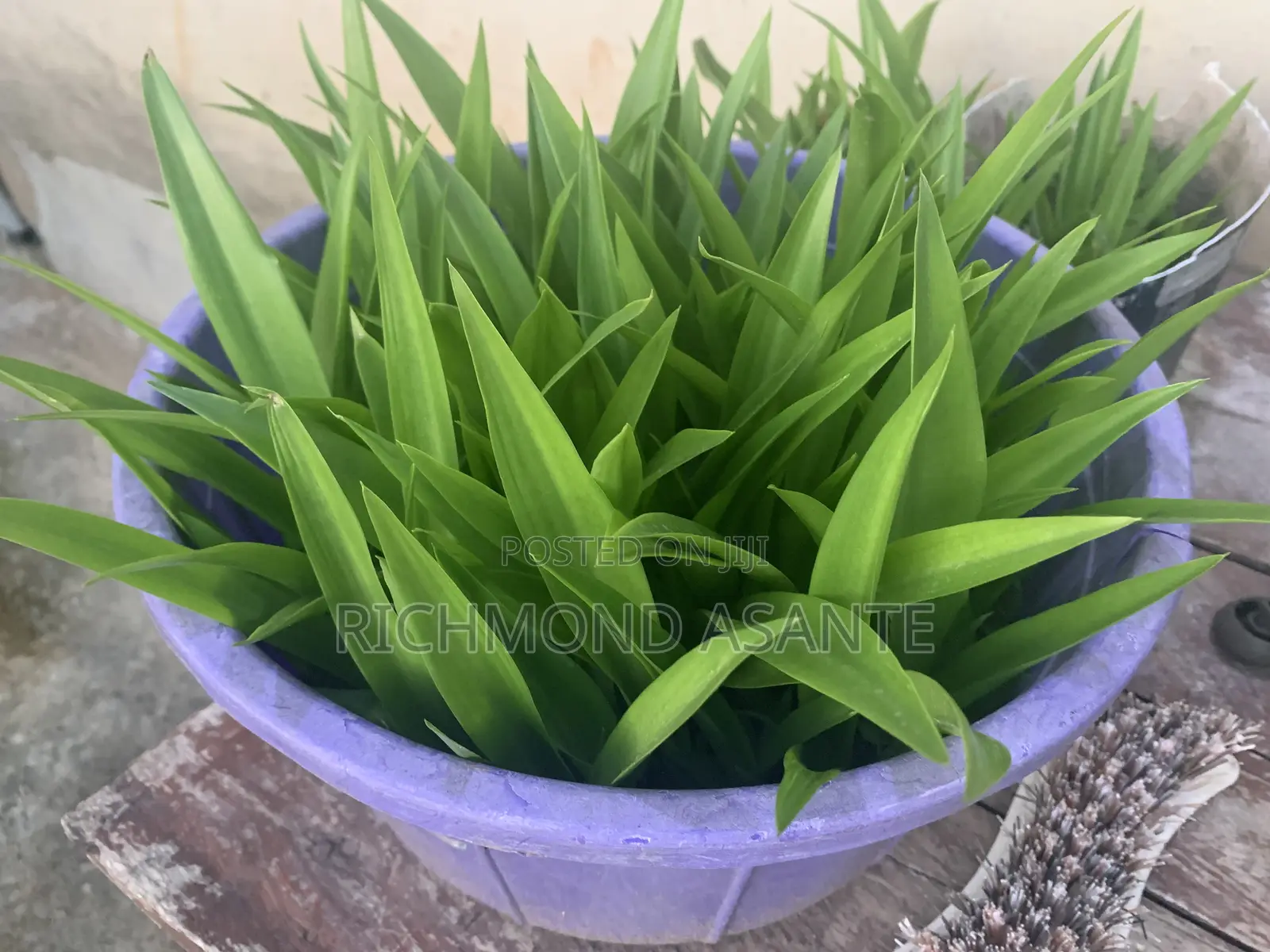 Mauritius Hemp Plant for Sale