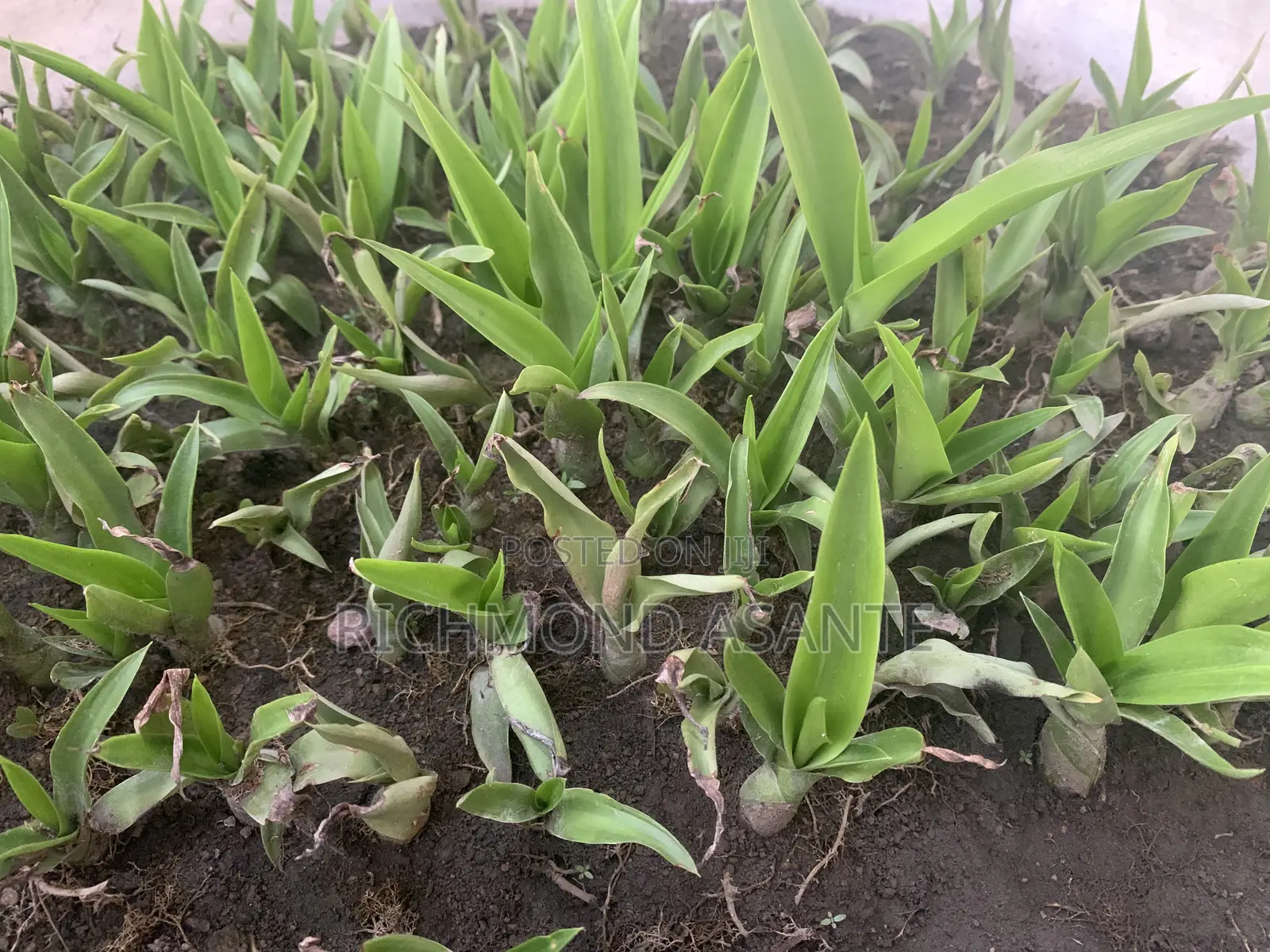 Mauritius Hemp Plant for Sale