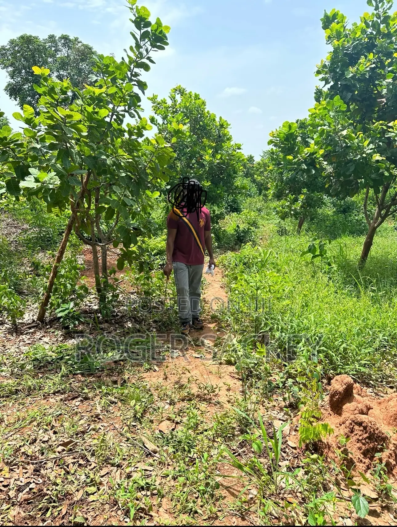 Cashew Nut Farm for Sale