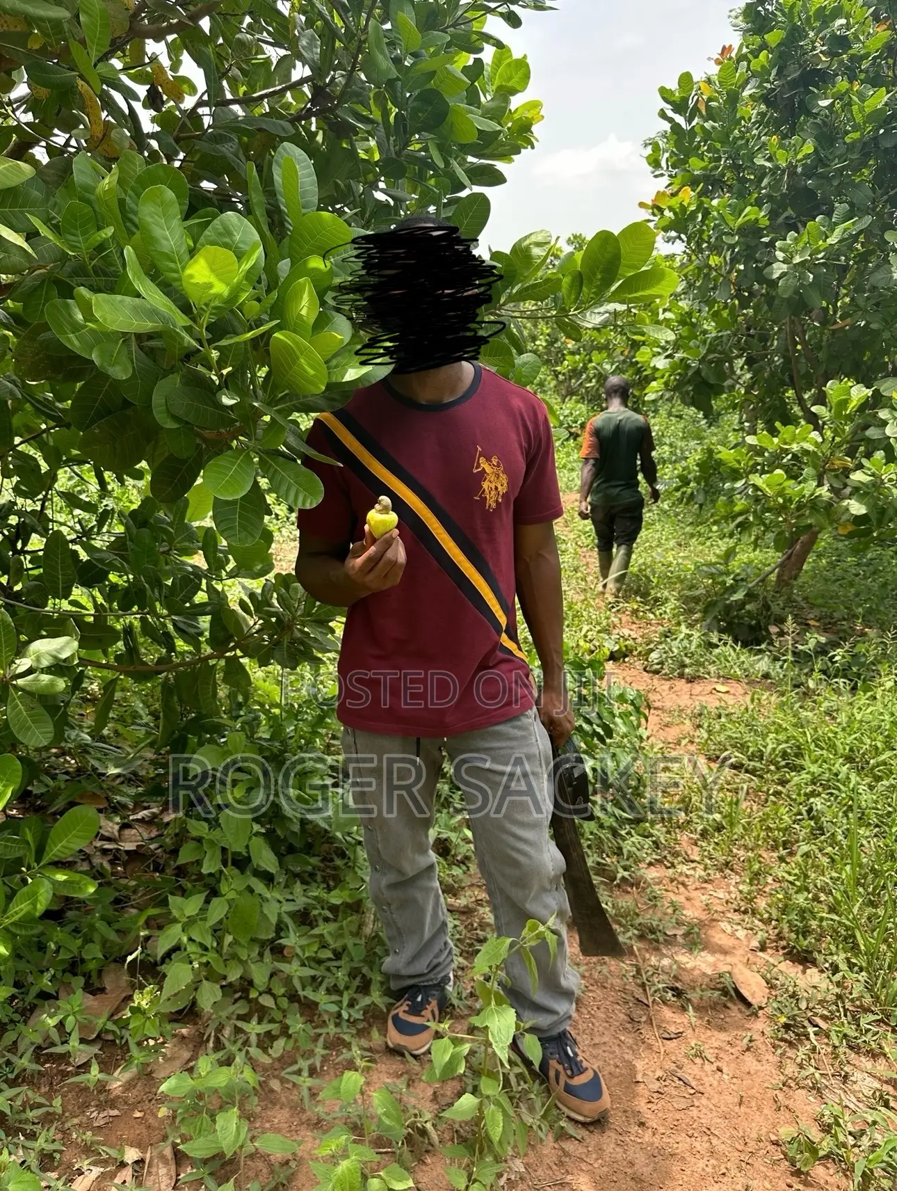 Cashew Nut Farm for Sale