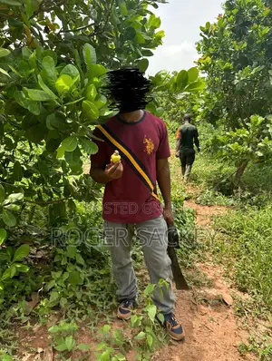 Cashew Nut Farm for Sale