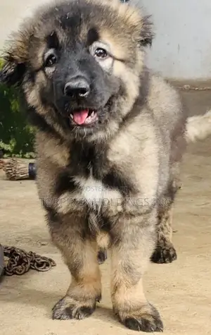 1-3 months Male Purebred Caucasian Shepherd