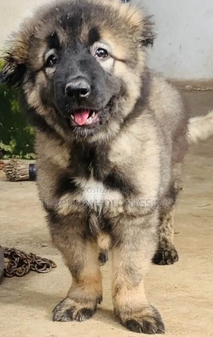 1-3 months Male Purebred Caucasian Shepherd