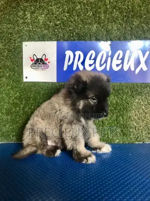 1-3 months Male Purebred Caucasian Shepherd