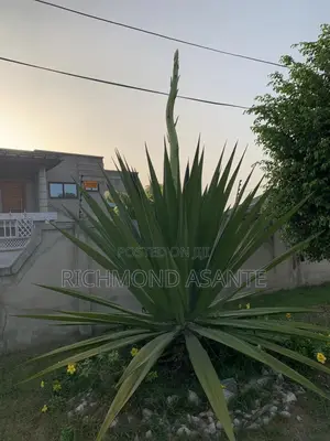 Mauritius Hemp Plant for Sale