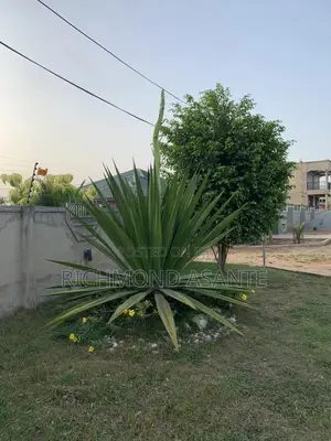 Mauritius Hemp Plant for Sale