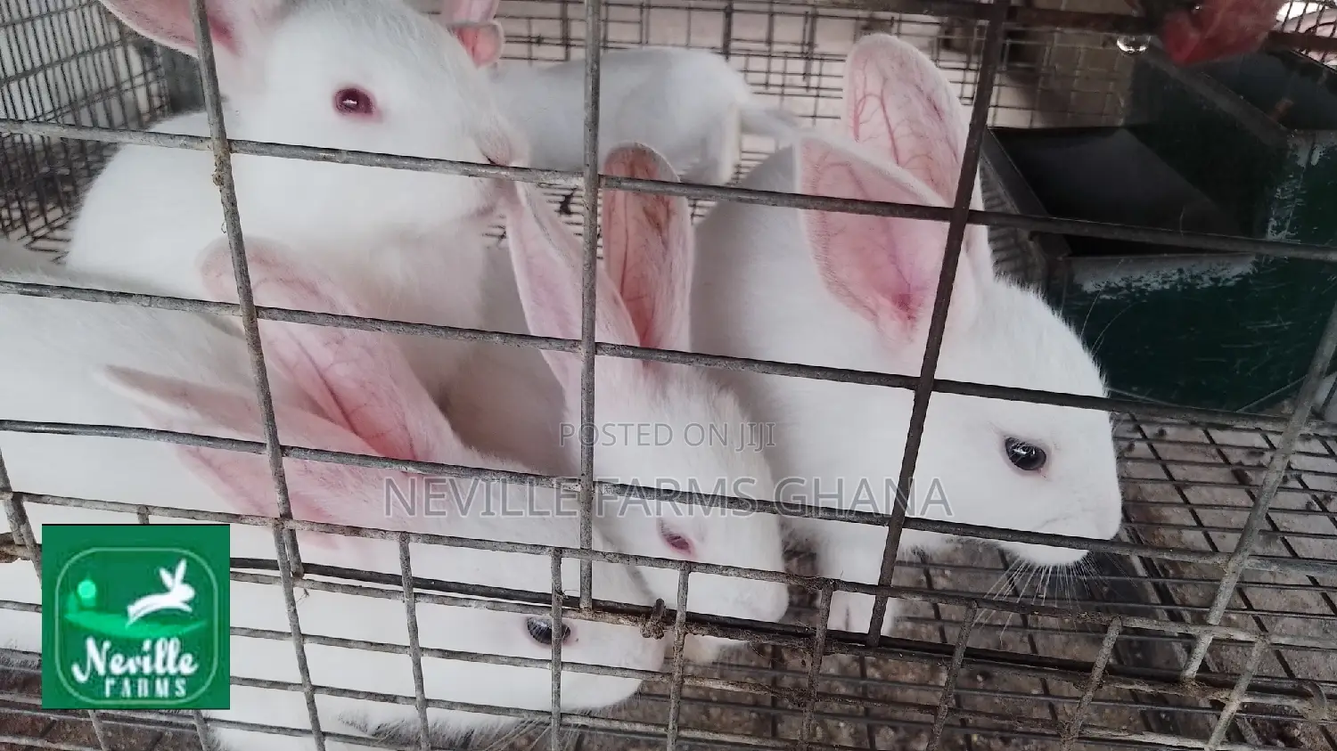 Pet Rabbits Just for You