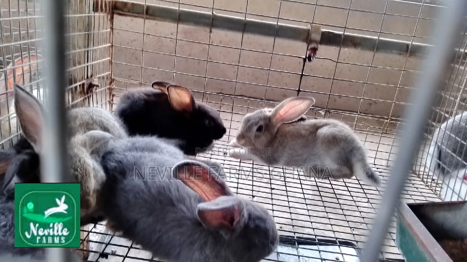 Pet Rabbits Just for You