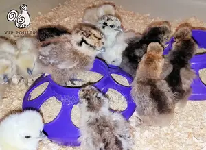 Day Old to One Month Old Silkies Chicken or Chinese Chicken