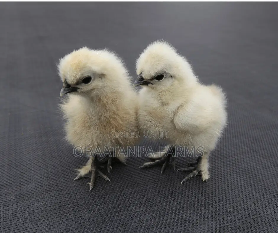 Day Old to One Month Old Silkies Chicken or Chinese Chicken