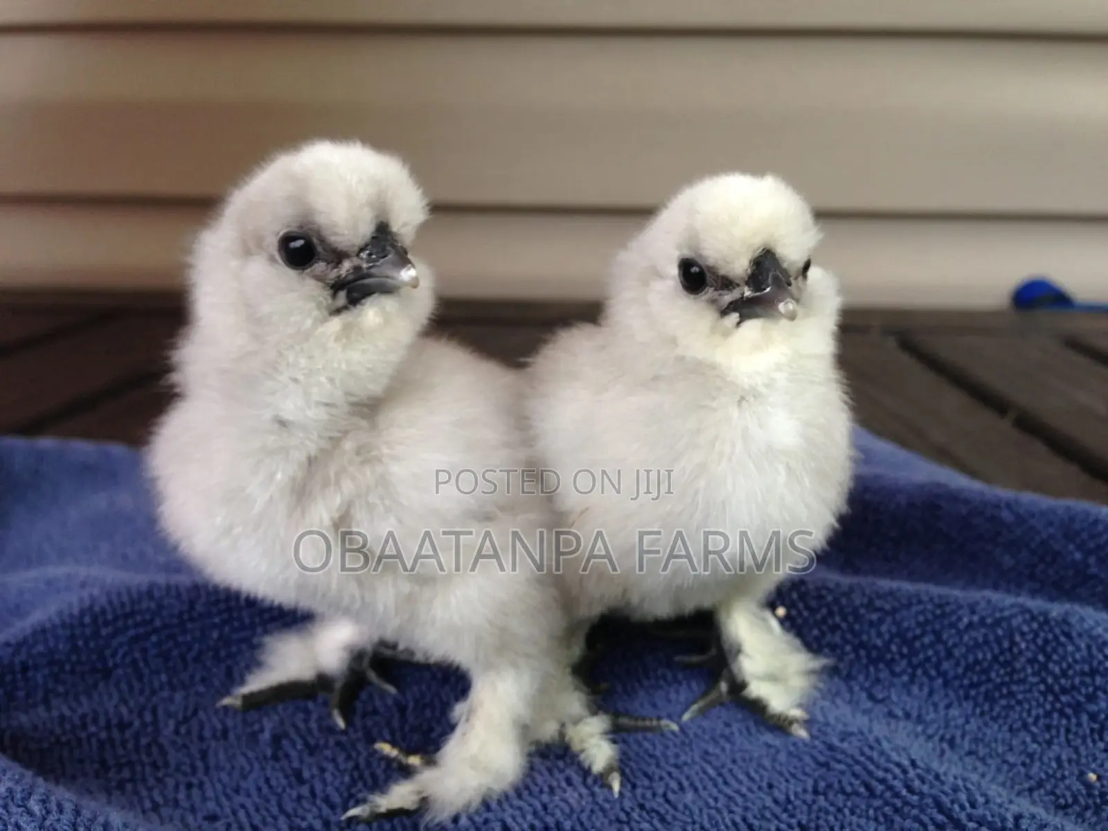 Day Old to One Month Old Silkies Chicken or Chinese Chicken