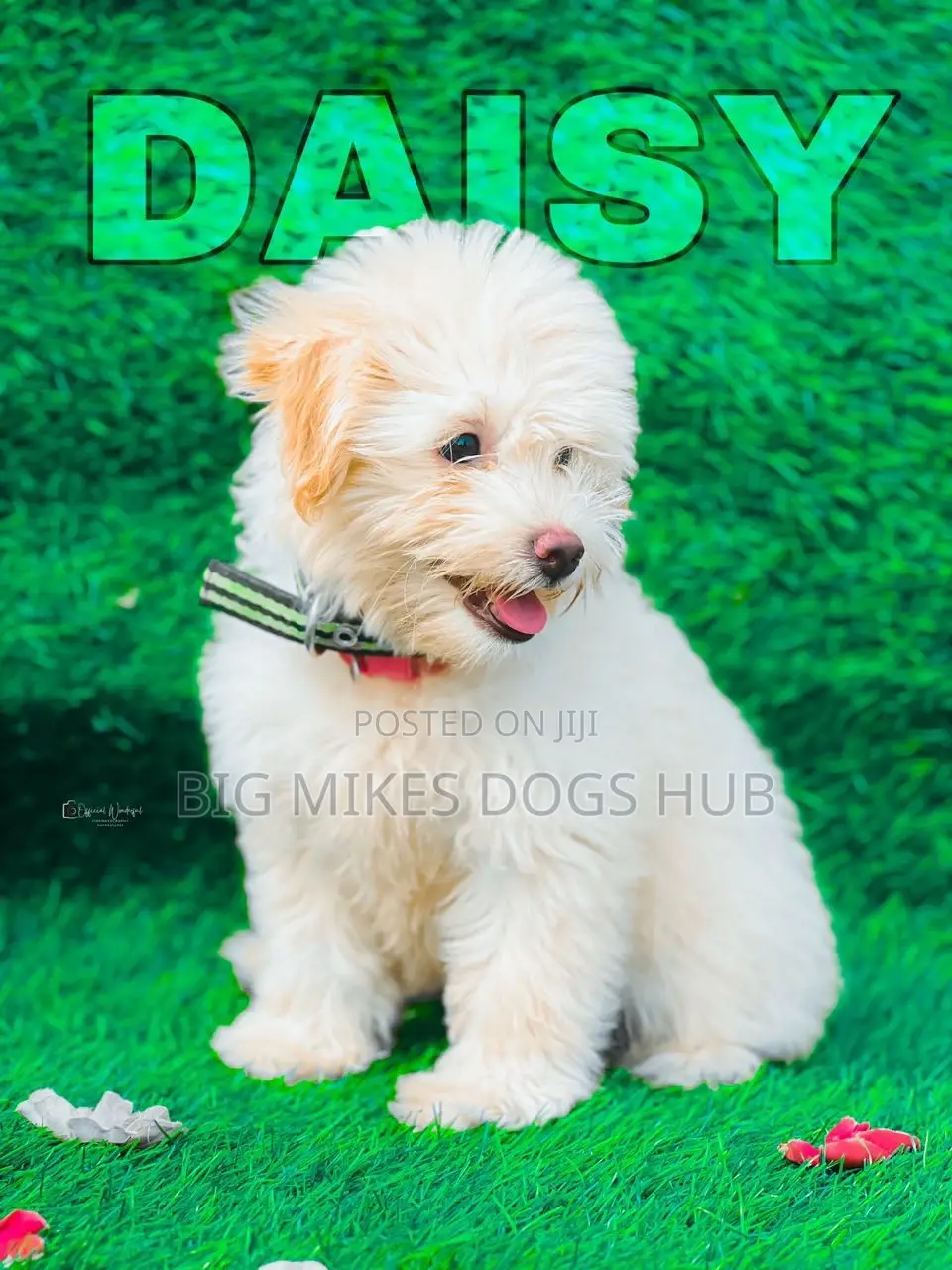 1-3 months Male Purebred Maltese