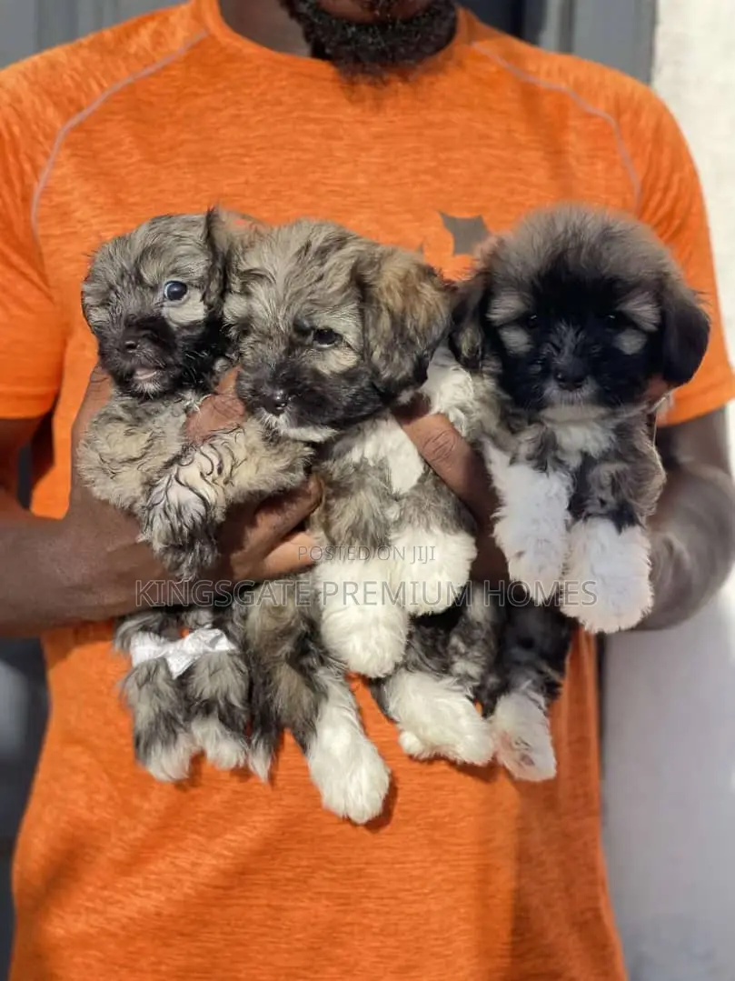 1-3 months Female Purebred Poodle