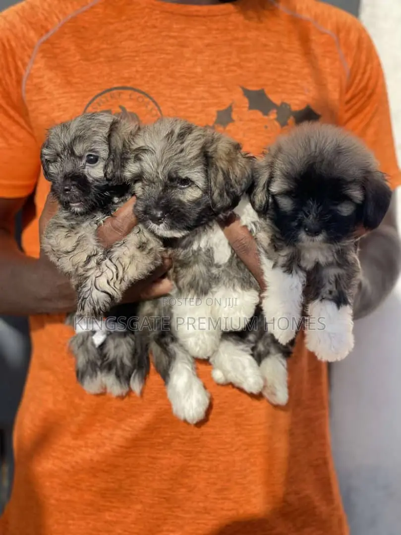 1-3 months Female Purebred Poodle