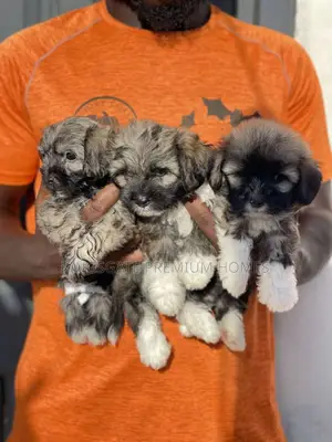 1-3 months Female Purebred Poodle