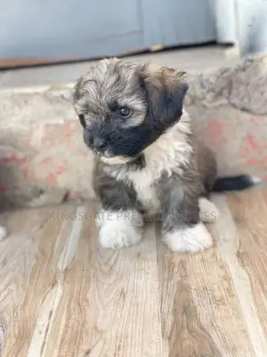1-3 months Female Purebred Poodle