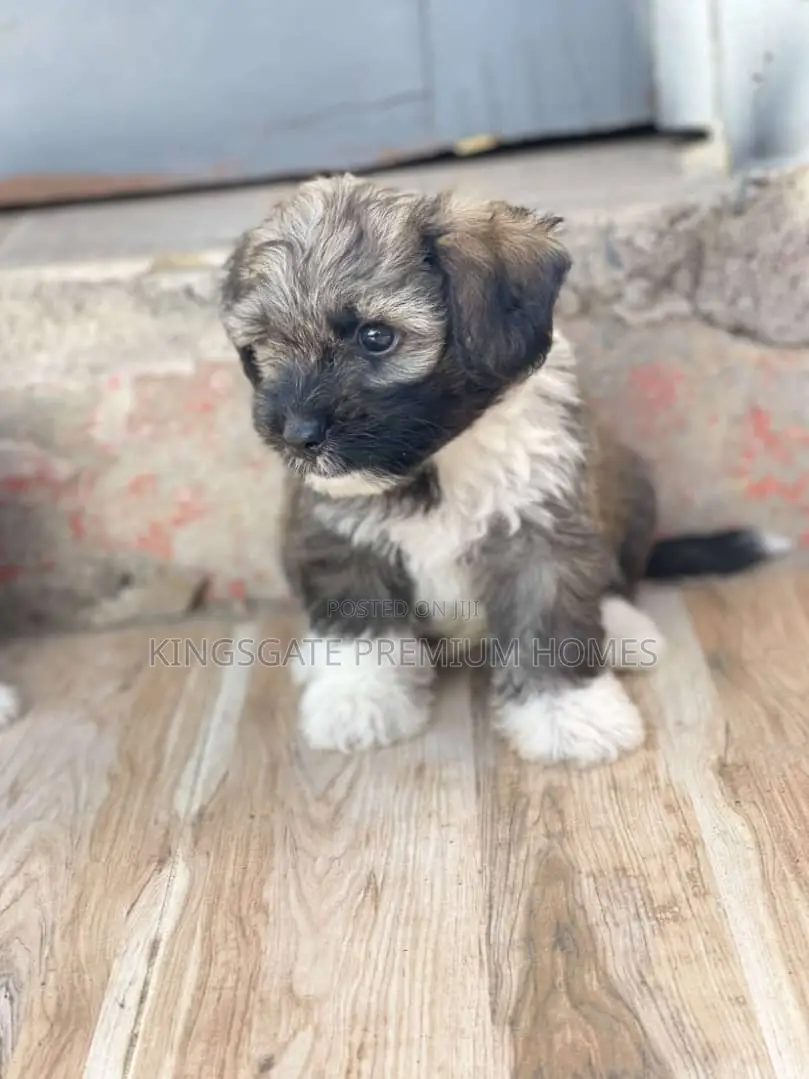 1-3 months Female Purebred Poodle